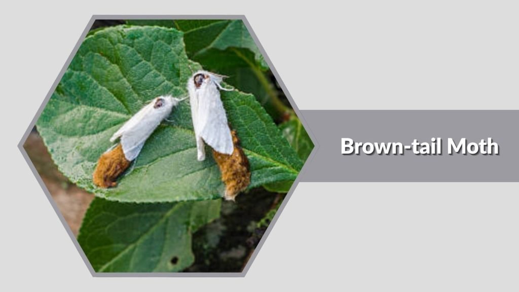 Brown-tail Moth