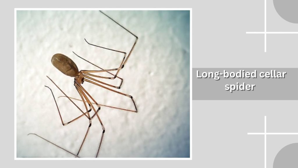 Long-bodied cellar spider