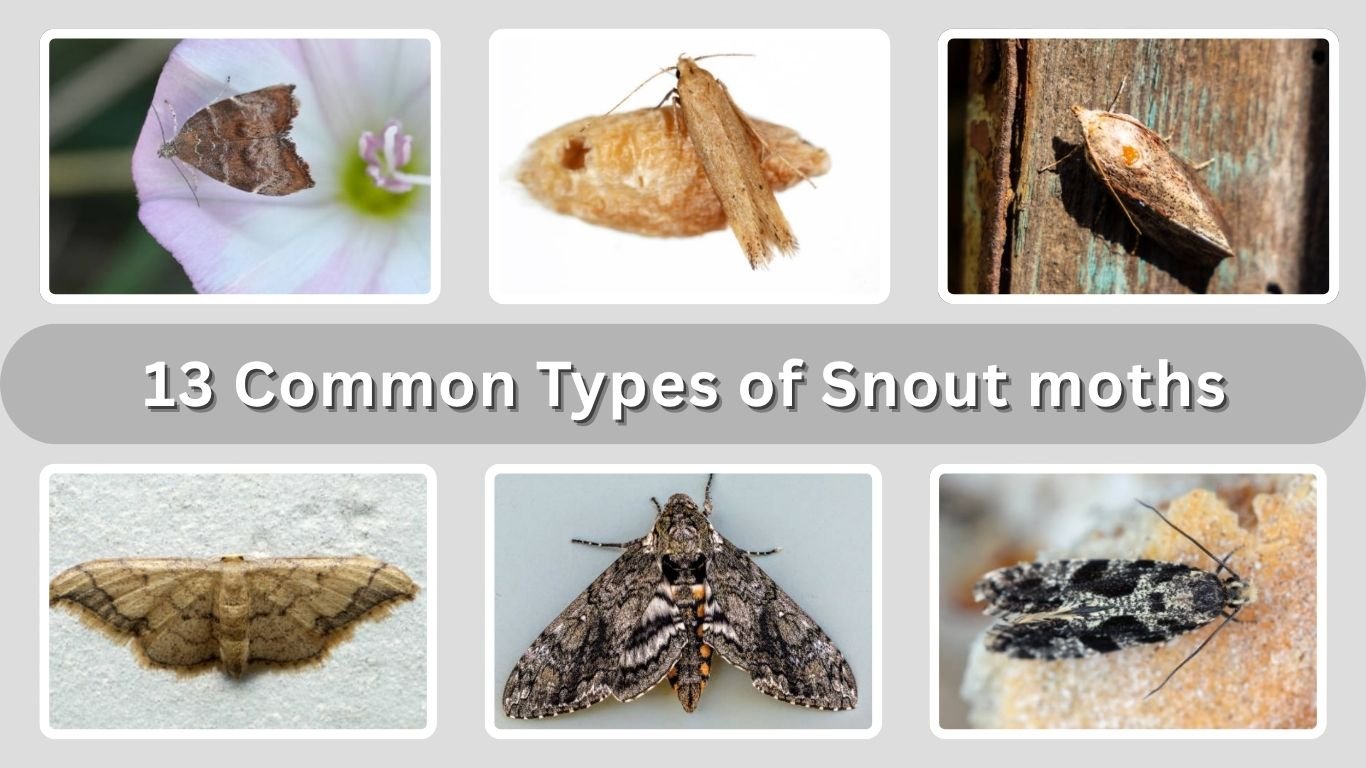 13 Common Types of Snout moths: Identification with Pictures