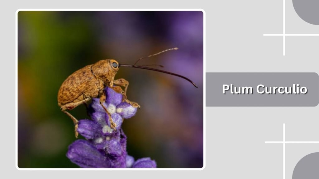  Plum Curculio