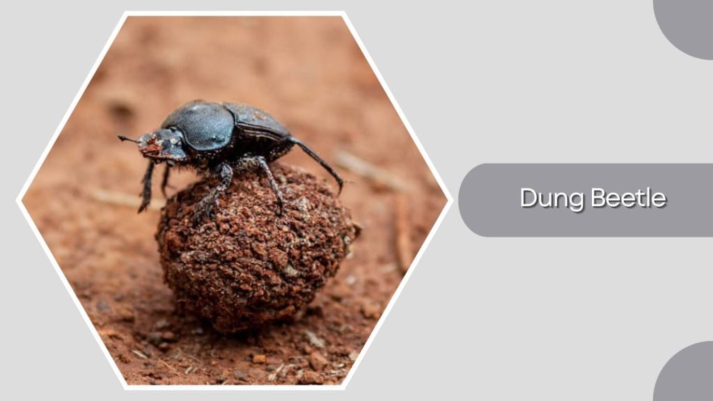 Dung Beetle