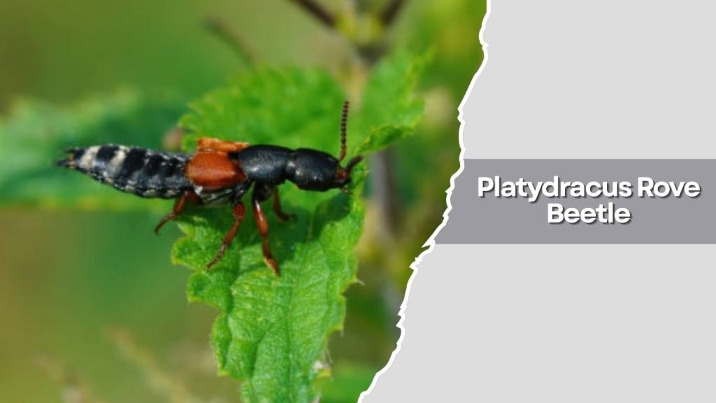 Platydracus Rove Beetle