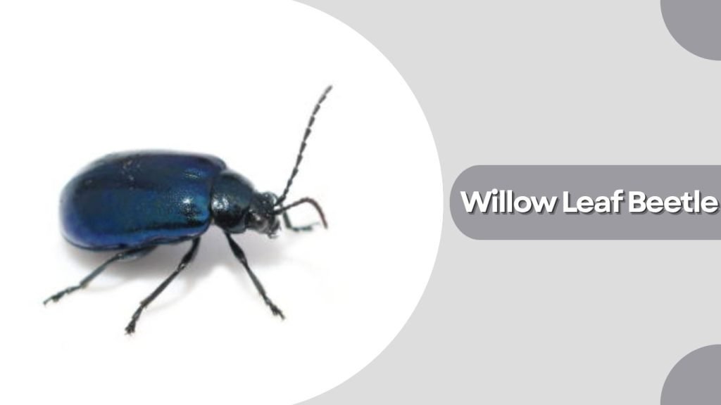 Willow Leaf Beetle