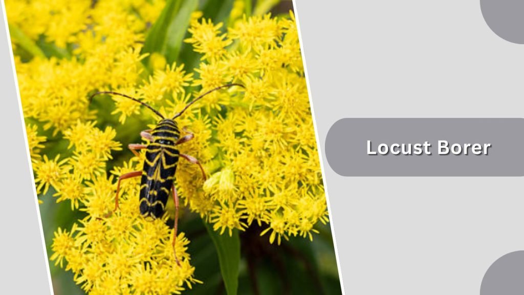Locust Borer