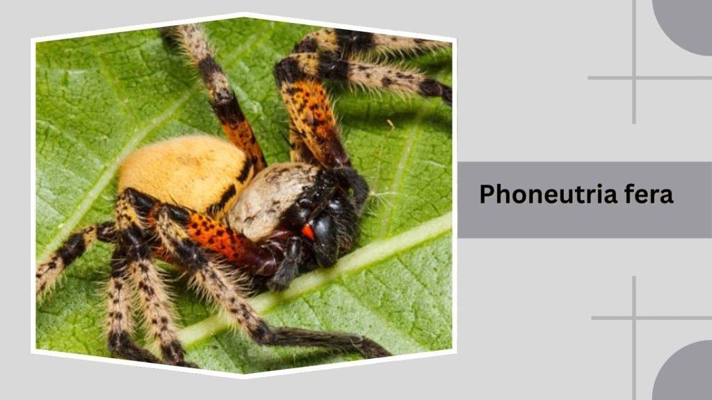 Phoneutria fera