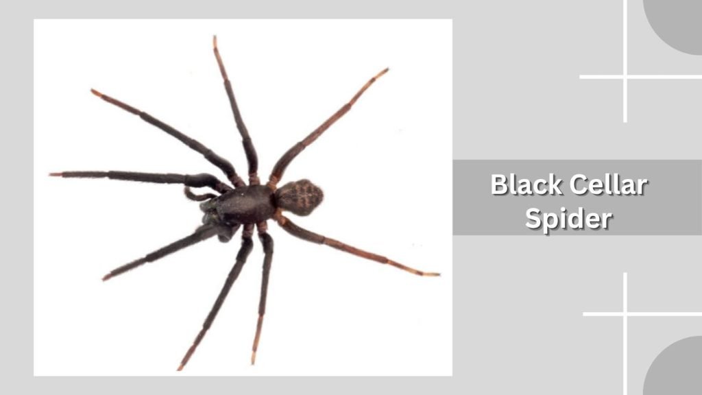 Black Cellar Spider
