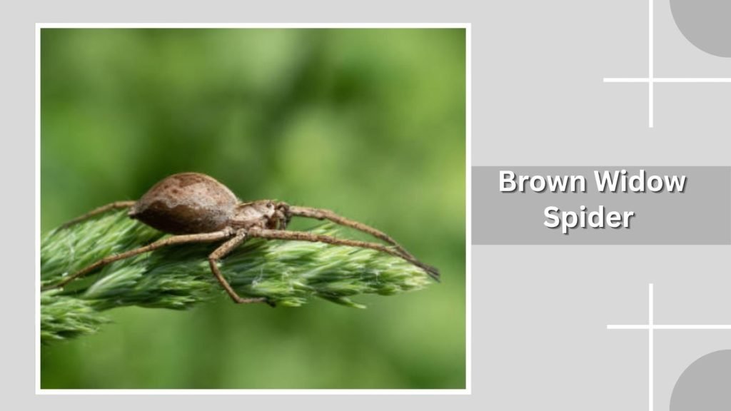 Brown Widow Spider