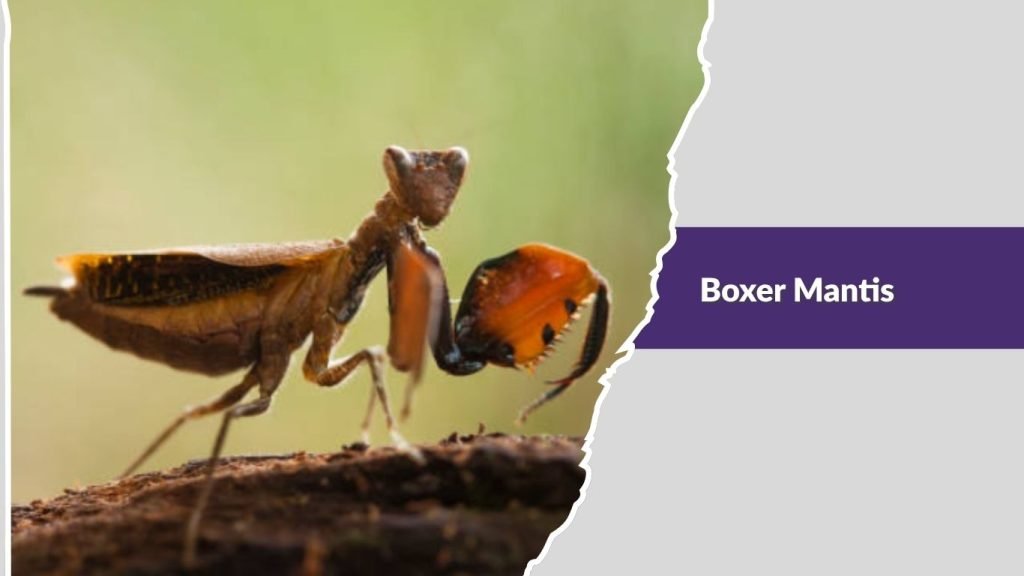 Boxer Mantis