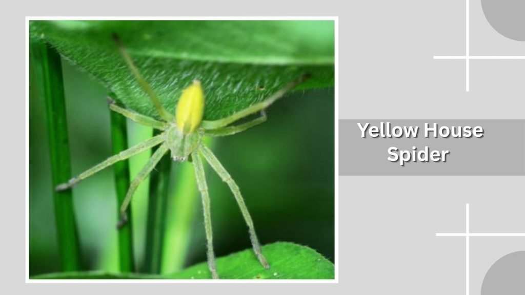  Yellow House Spider