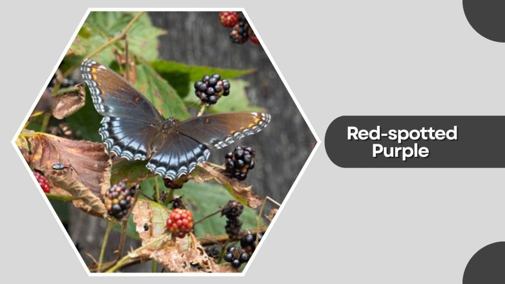  Red-spotted Purple
