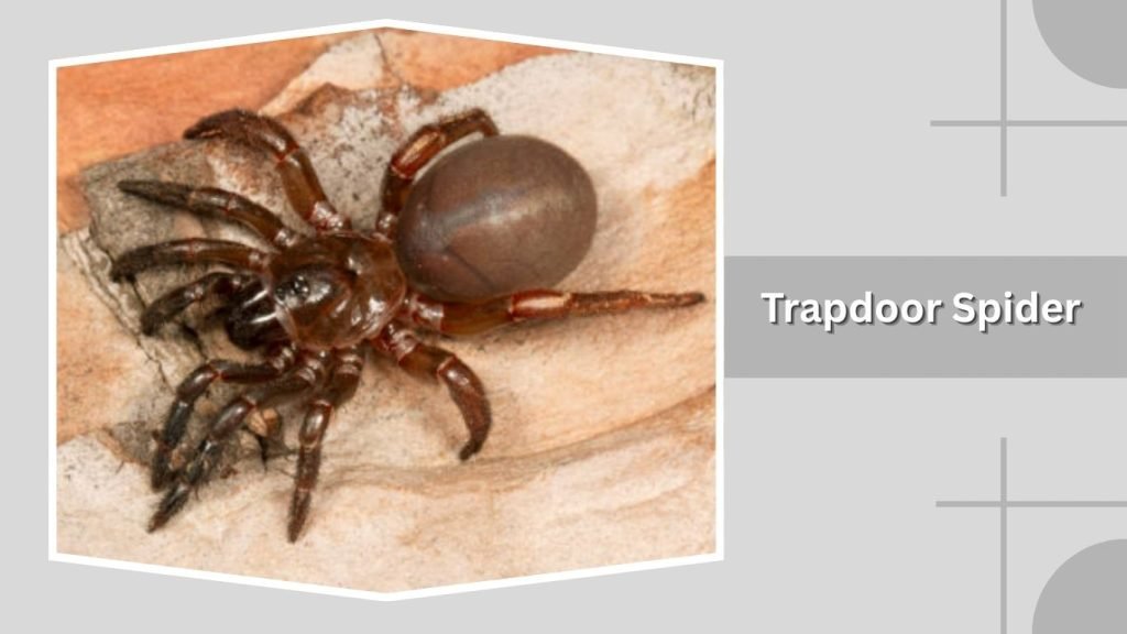 Trapdoor Spider