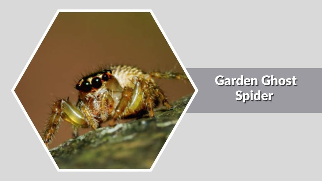 Garden Ghost Spider
