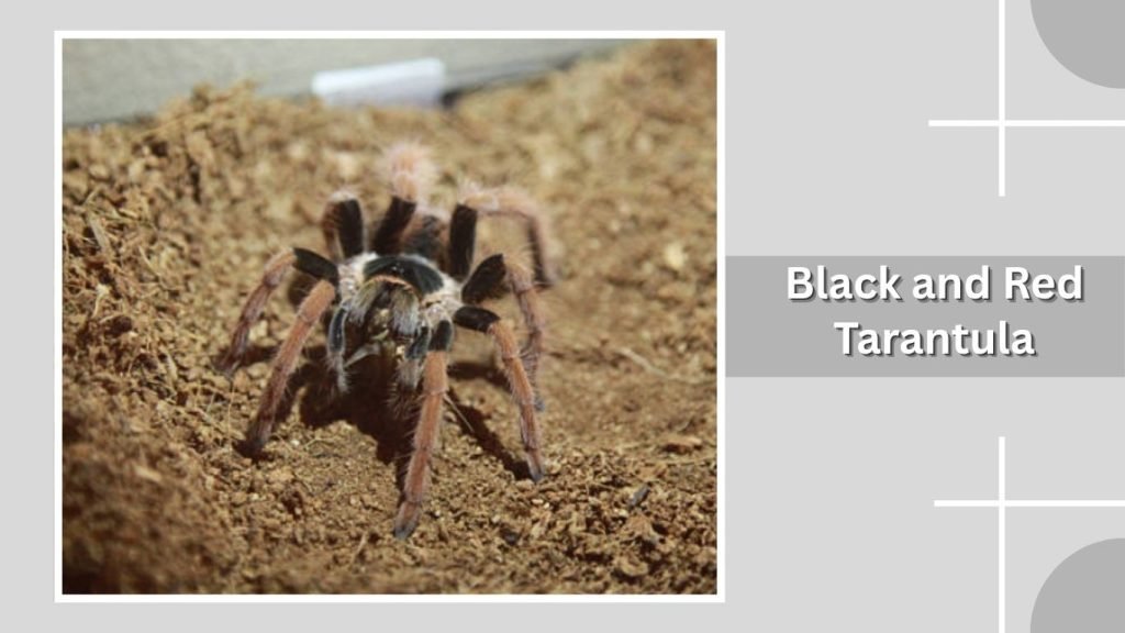 Black and Red Tarantula