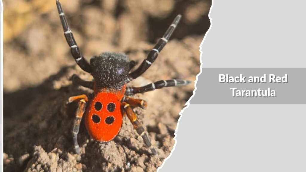  Black and Red Tarantula