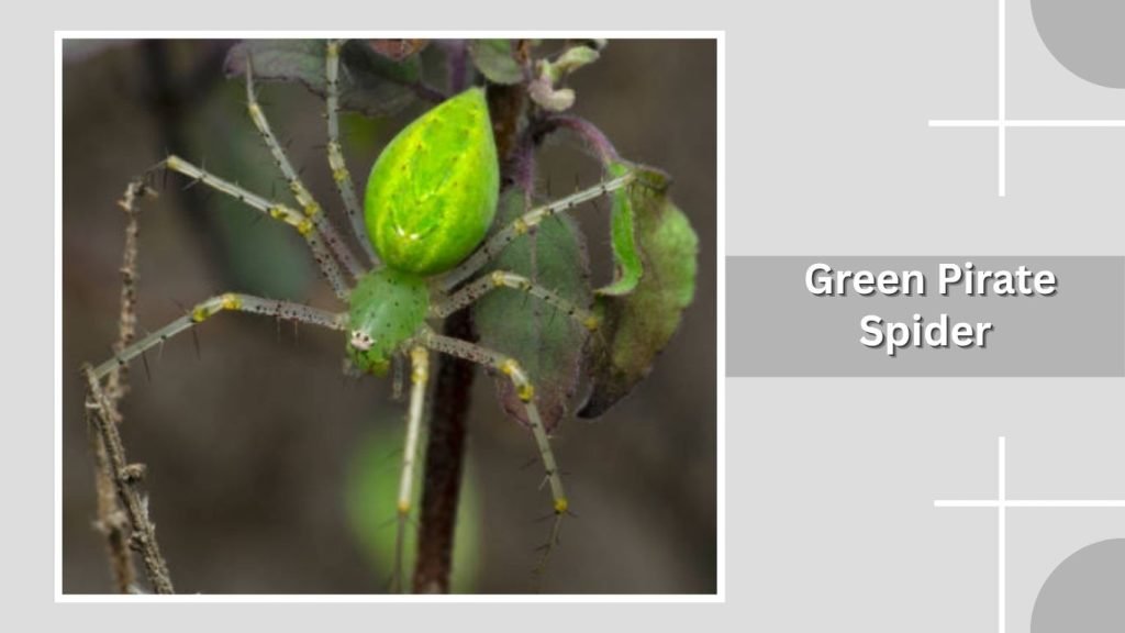 Green Pirate Spider