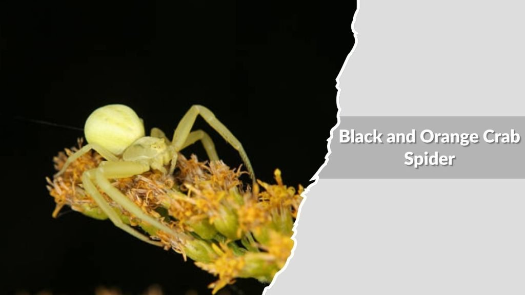 Black and Orange Crab Spider