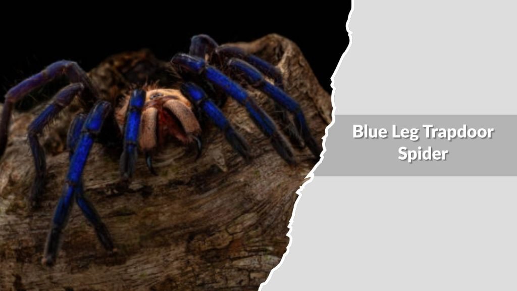 Blue Leg Trapdoor Spider