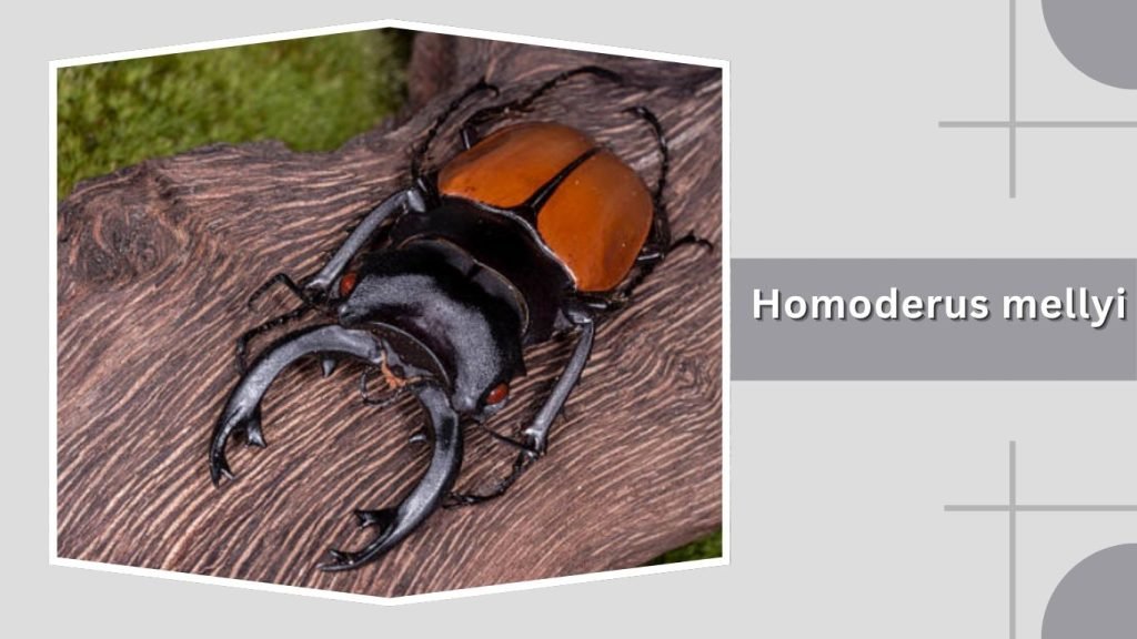 Homoderus mellyi