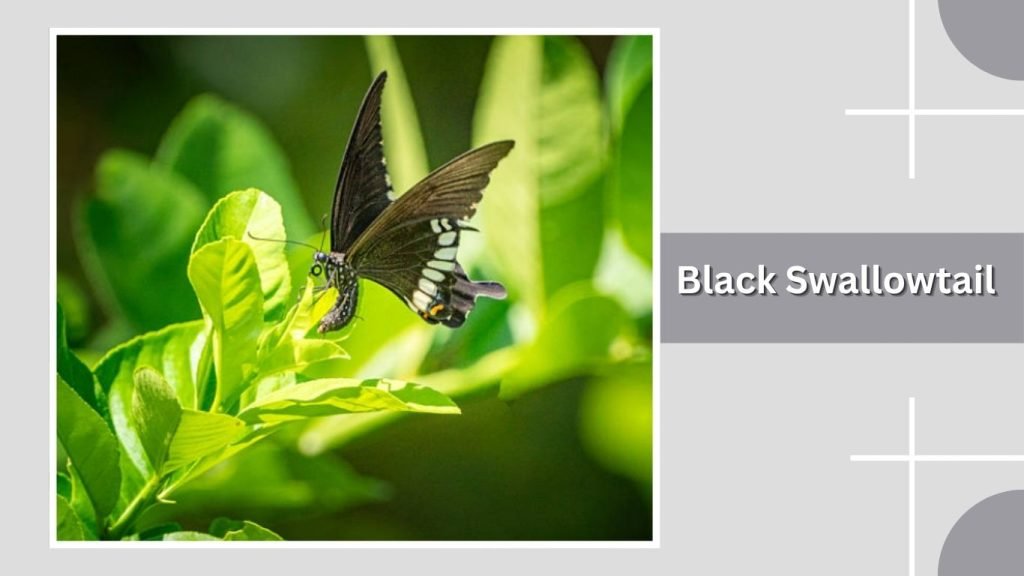  Black Swallowtail