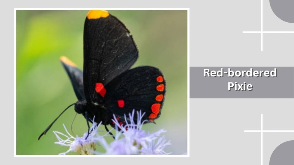 Red-bordered Pixie