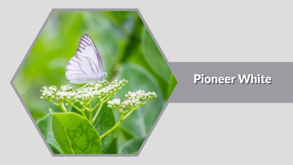 Pioneer White