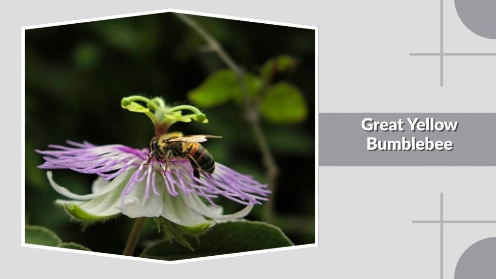 Great Yellow Bumblebee