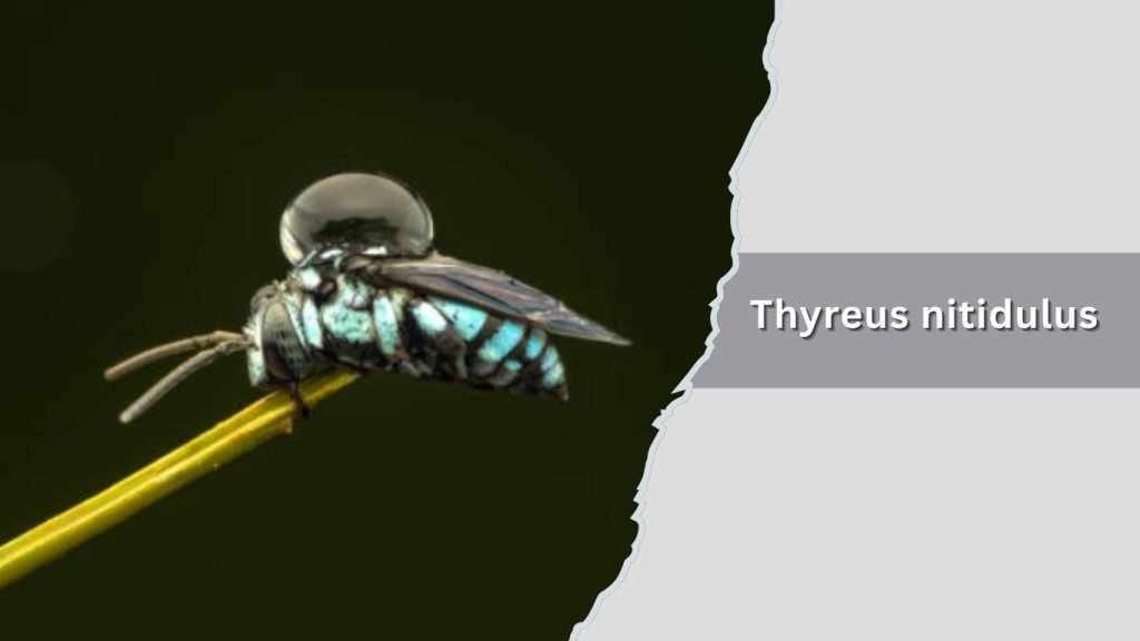 Thyreus nitidulus