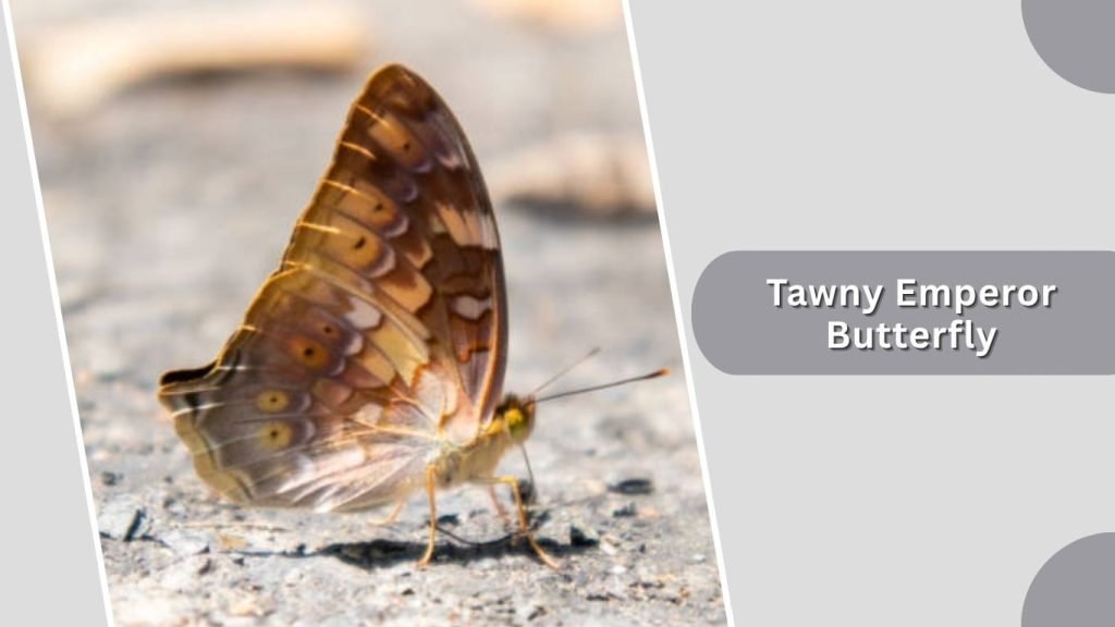  Tawny Emperor Butterfly