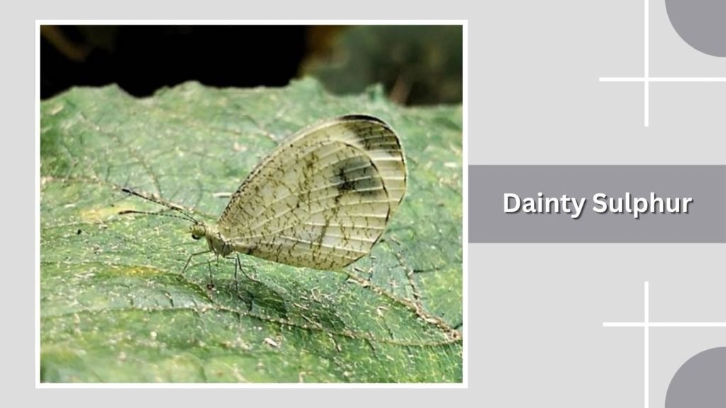 Dainty Sulphur
