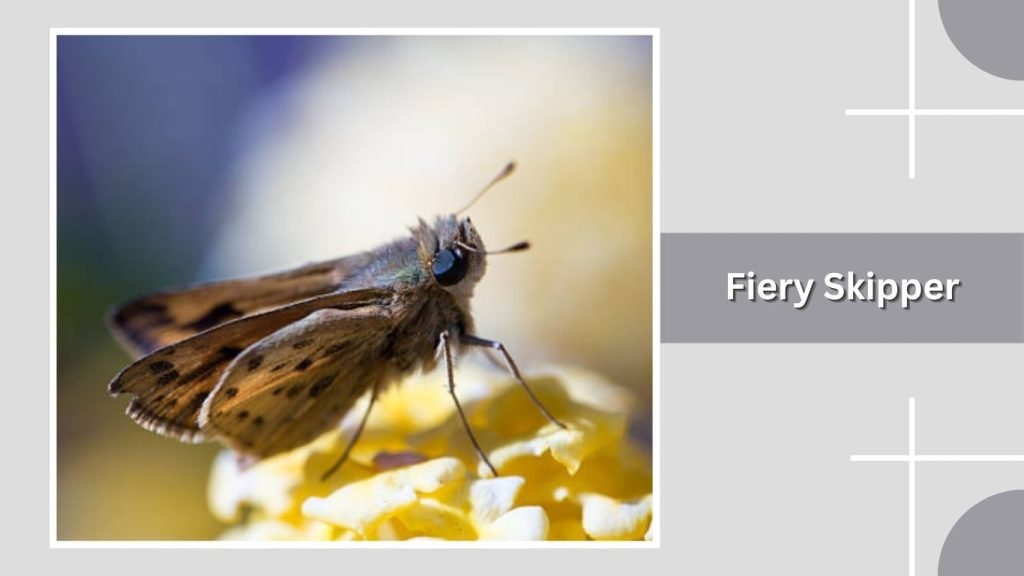 Fiery Skipper