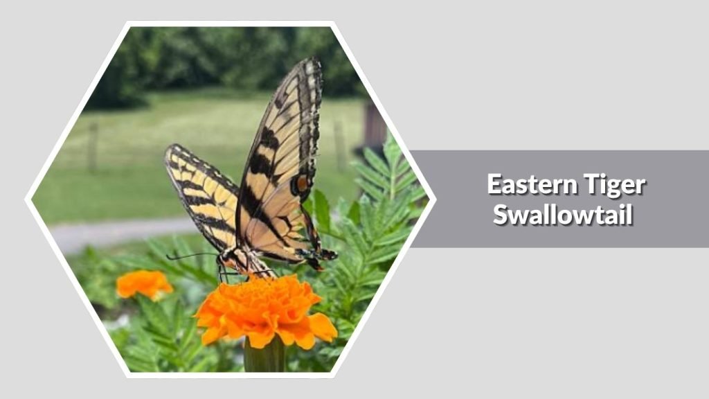 Eastern Tiger Swallowtail