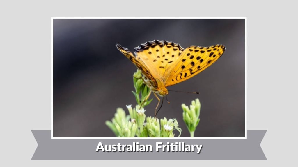Australian Fritillary