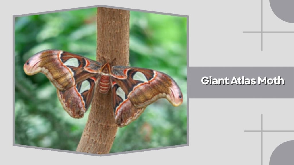 Giant Atlas Moth