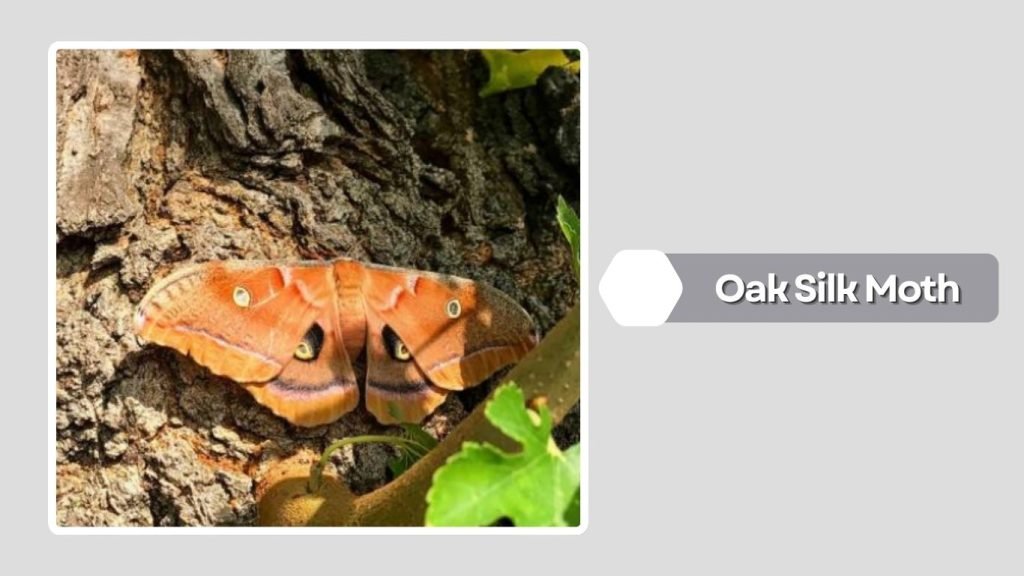 Oak Silk Moth