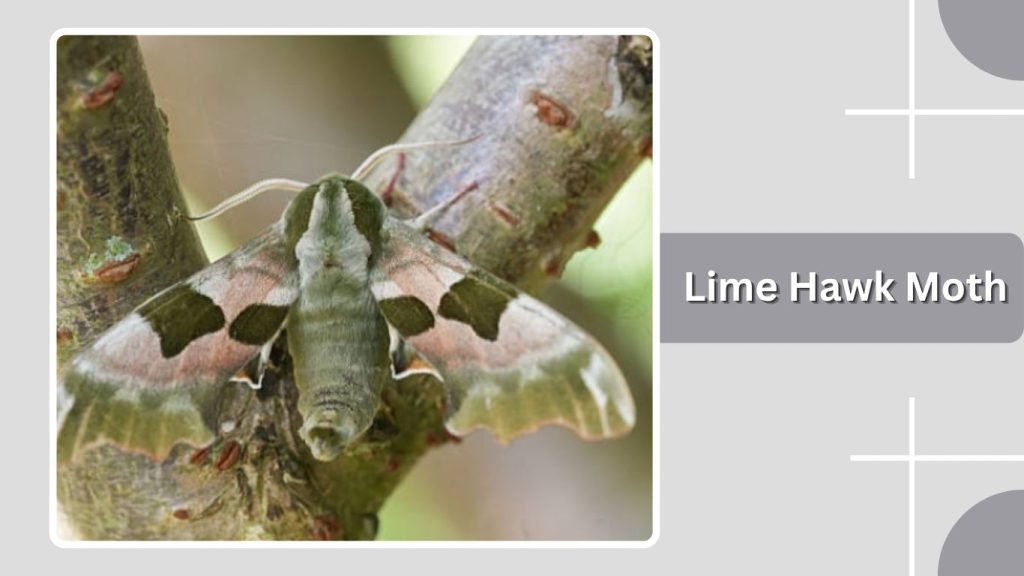 Lime Hawk Moth
