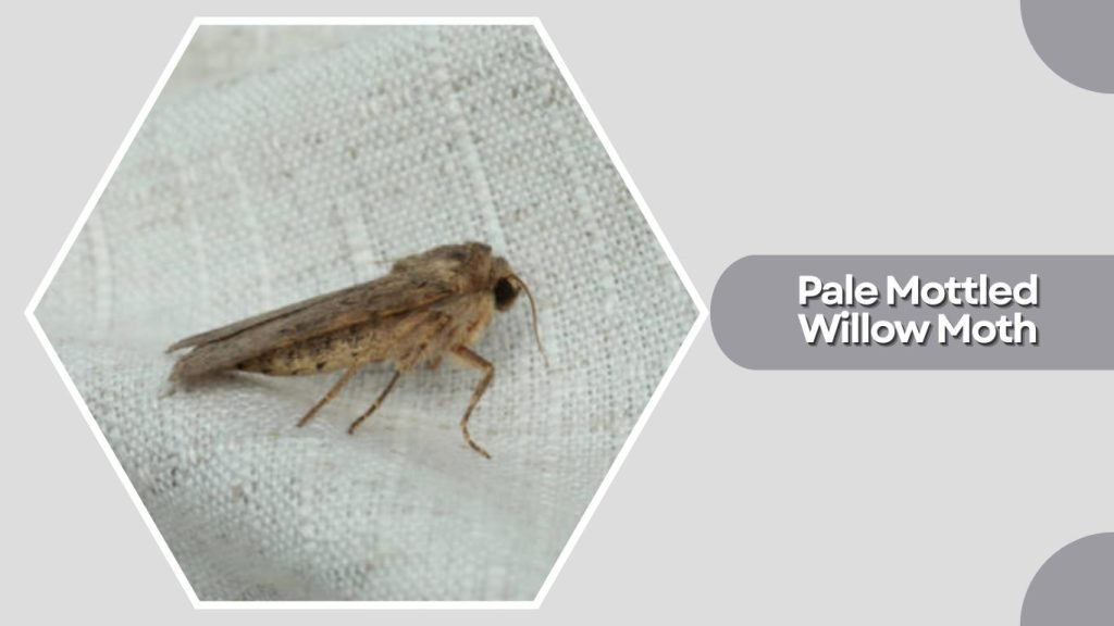 Pale Mottled Willow Moth
