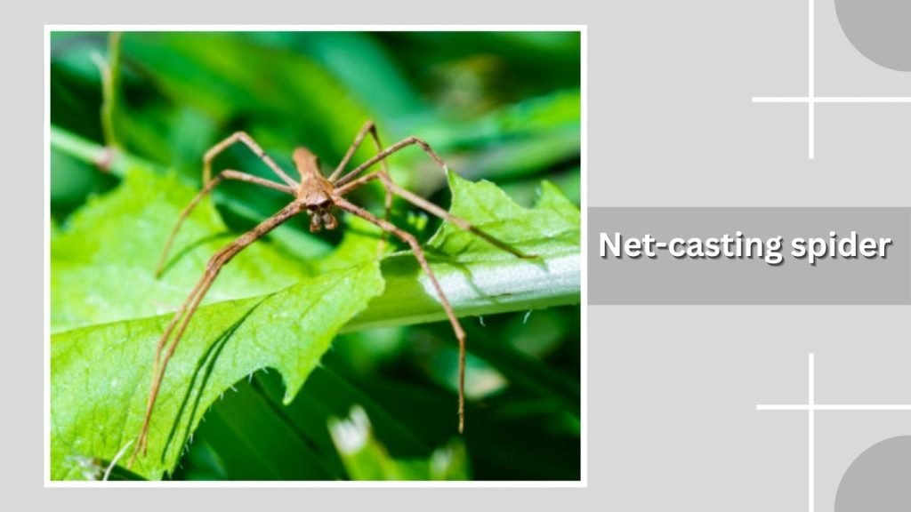 Net-casting spider