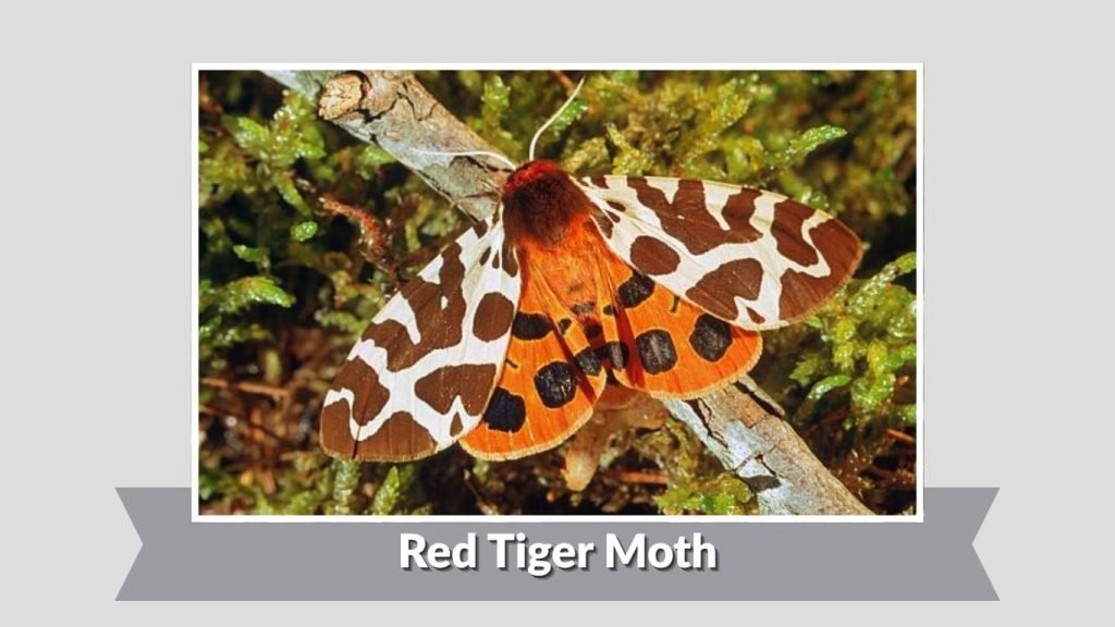  Red Tiger Moth