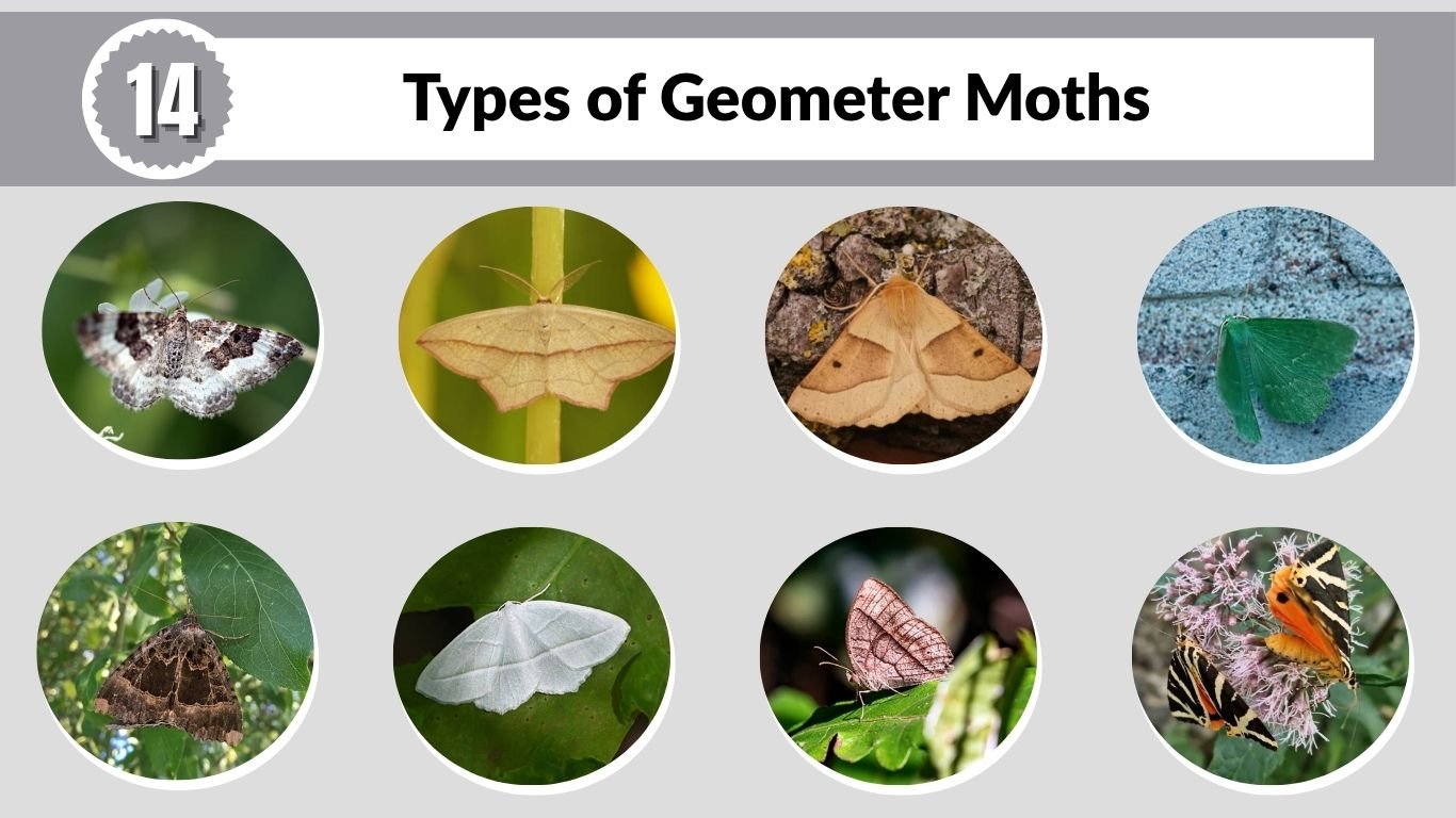 14 Types of Geometer Moths: Identification with Pictures