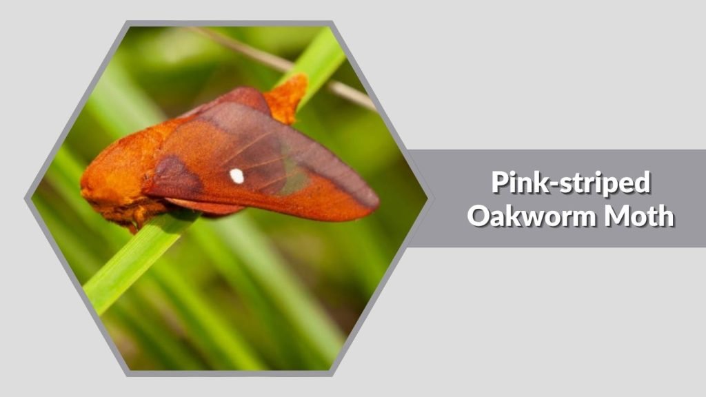  Pink-striped Oakworm Moth