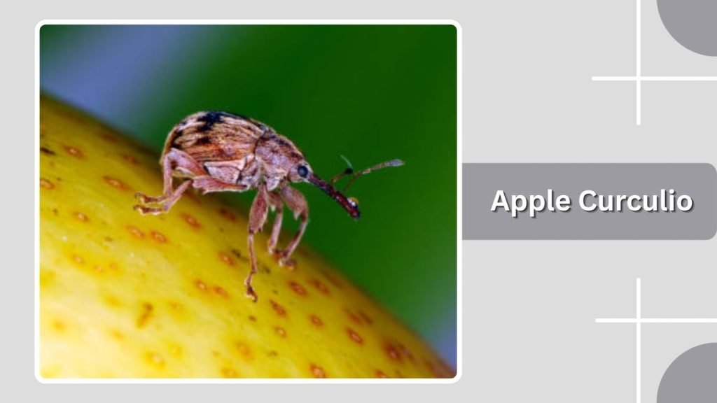  Apple Curculio