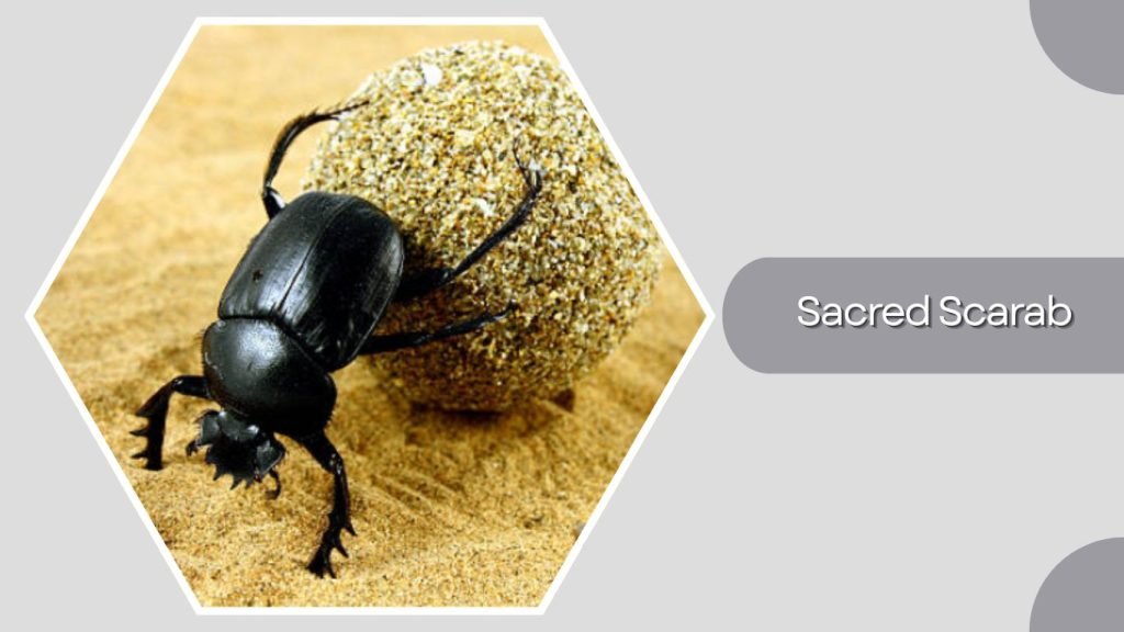  Sacred Scarab