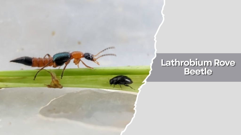  Lathrobium Rove Beetle