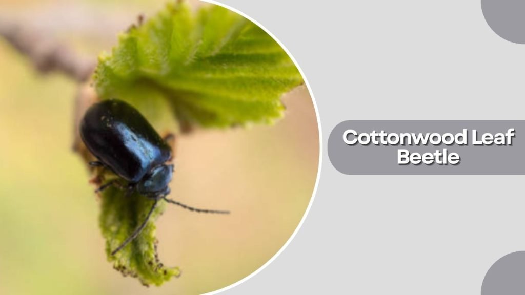 Cottonwood Leaf Beetle
