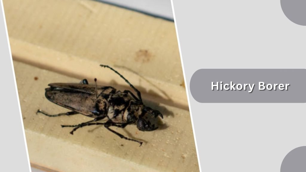  Hickory Borer