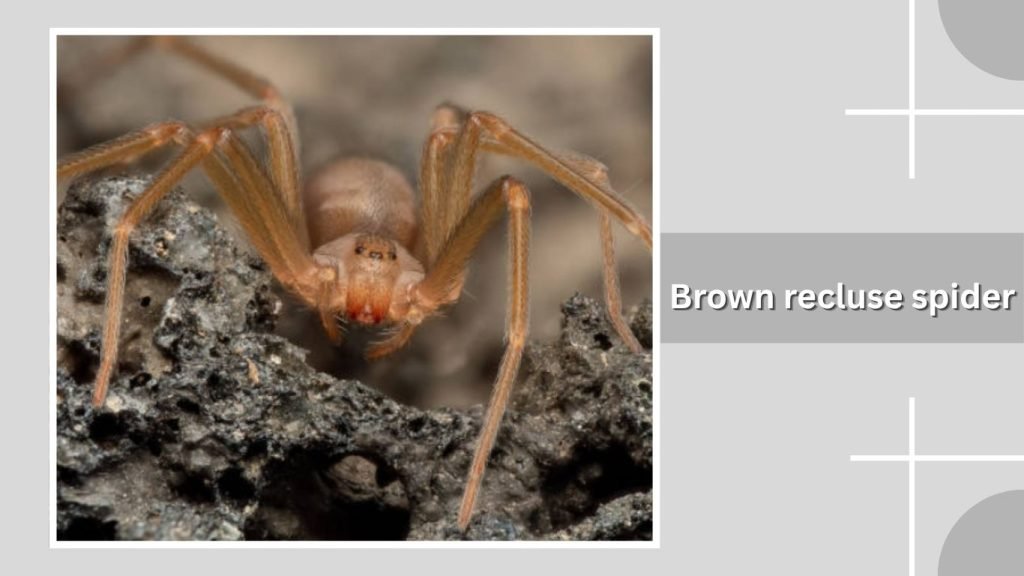 Brown recluse spider