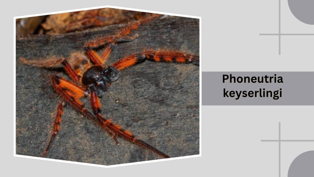 Phoneutria keyserlingi