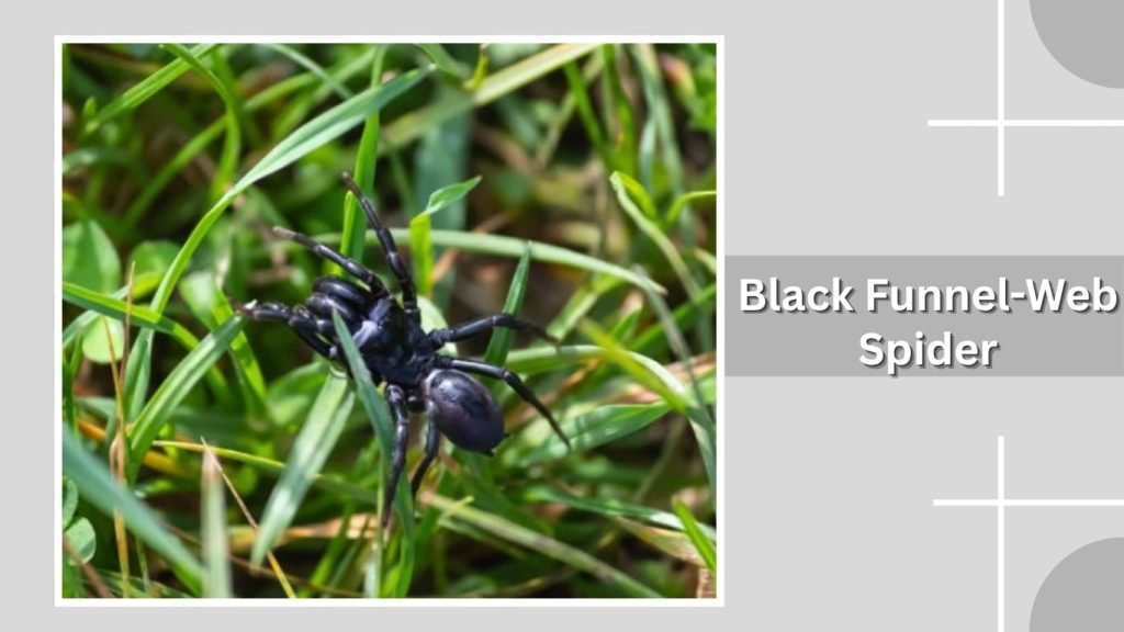 Black Funnel-Web Spider