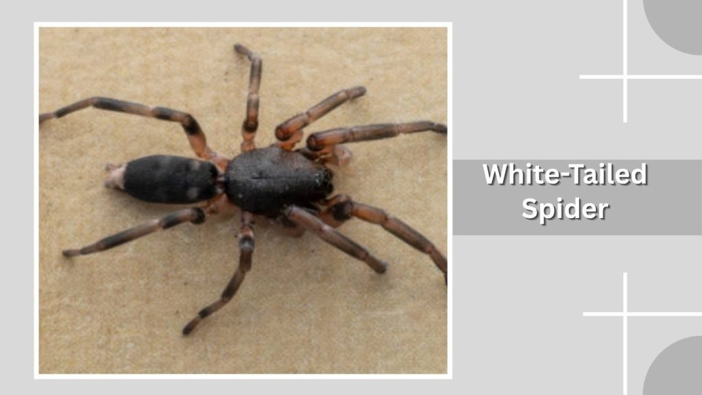  White-Tailed Spider