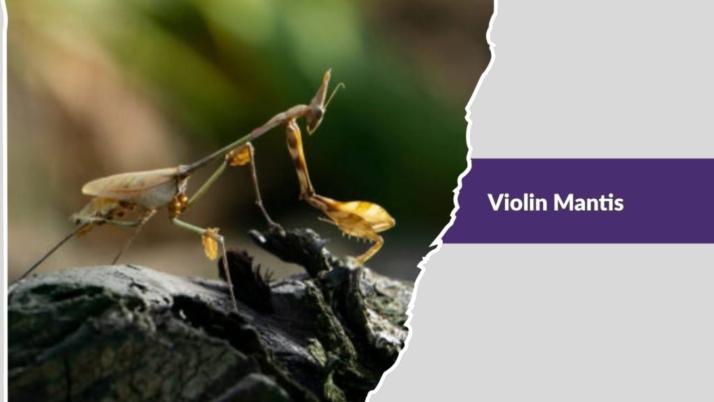  Violin Mantis